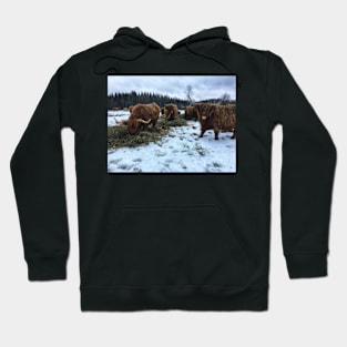 Scottish Highland Cattle Cows 2194 Hoodie